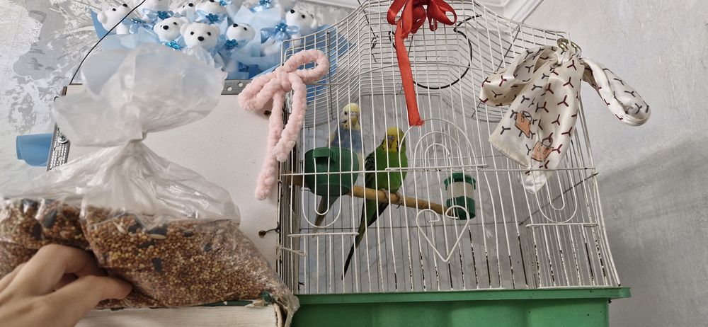 Продаётся два попугай вместе с клеткой и с кормом, мальчик и девочка