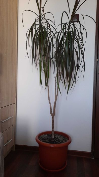 Vand plantă Dracaena naturala 150 inaltime. Doar in Pitești sau in apropiere o aduc acasa!