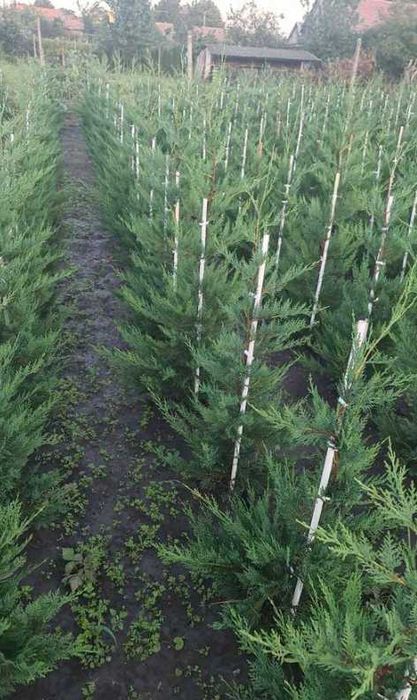 Cupressocyparis leylandii