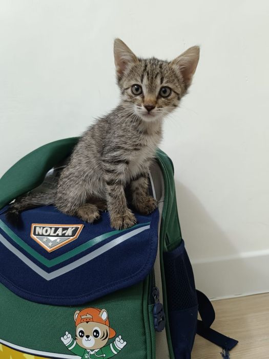 Отдам Котенка в добрые руки!!!