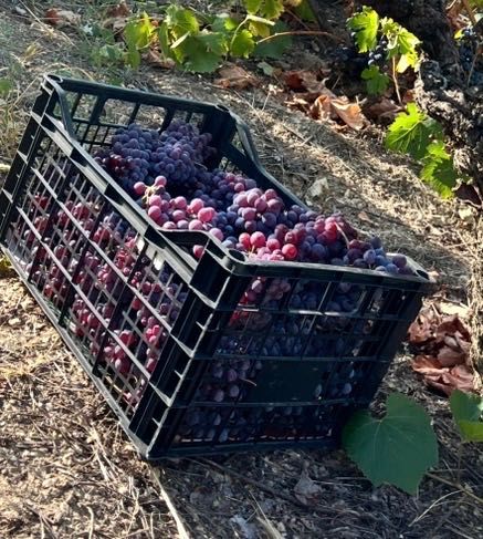 Продажба на грозде