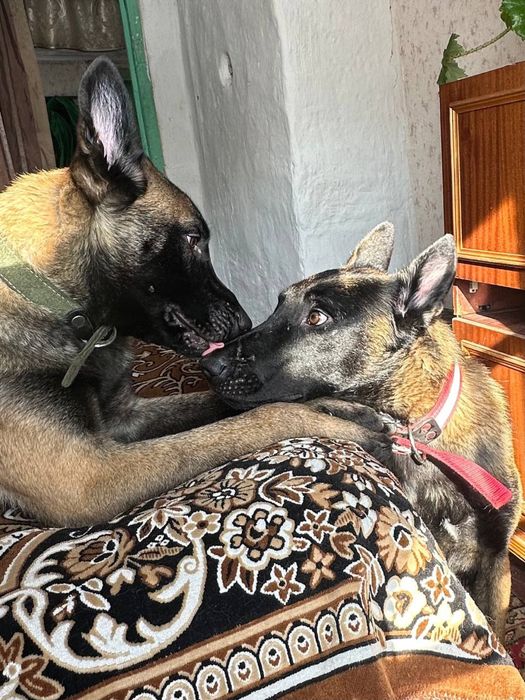 Бельгийские овчарки Малинуа