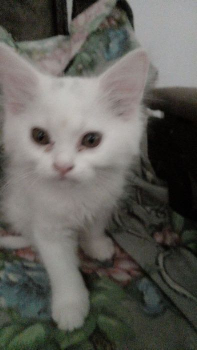 Котёнок за 500000 прошу