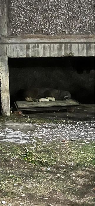 Собака в добрые руки!