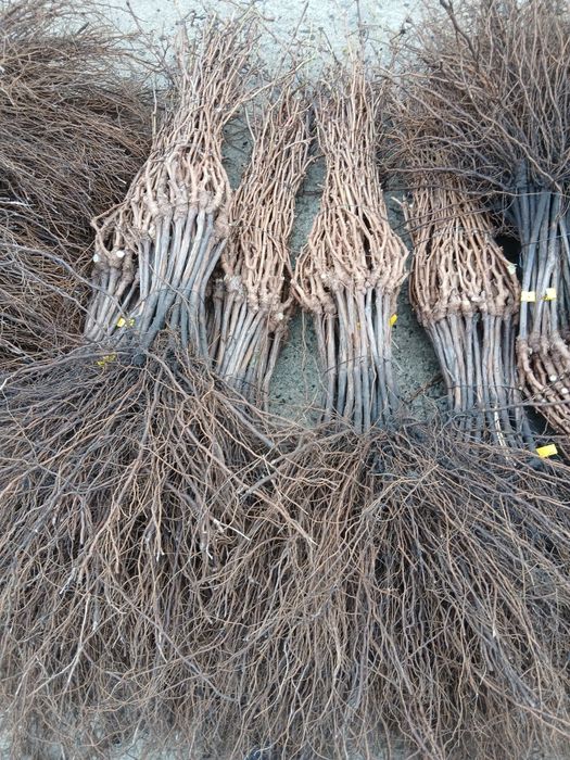 Butasi vitabde vie anul 3