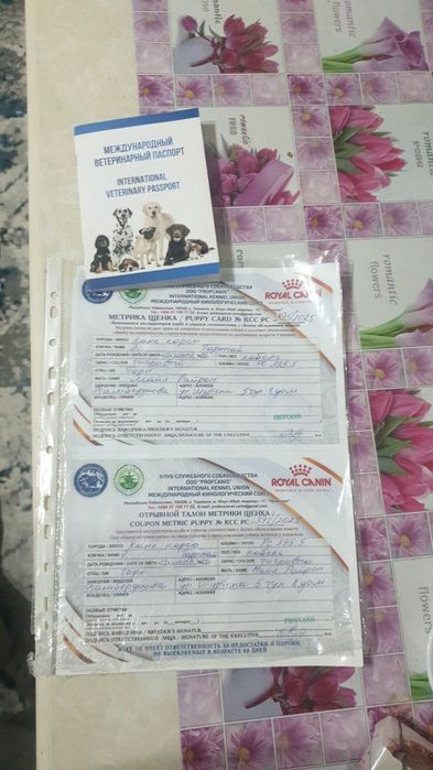 Кане корсо тигровый пародистый кабель привит 8 месячный