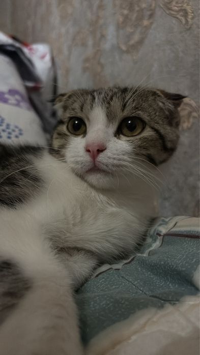 Продаётся сиамская кошка.
