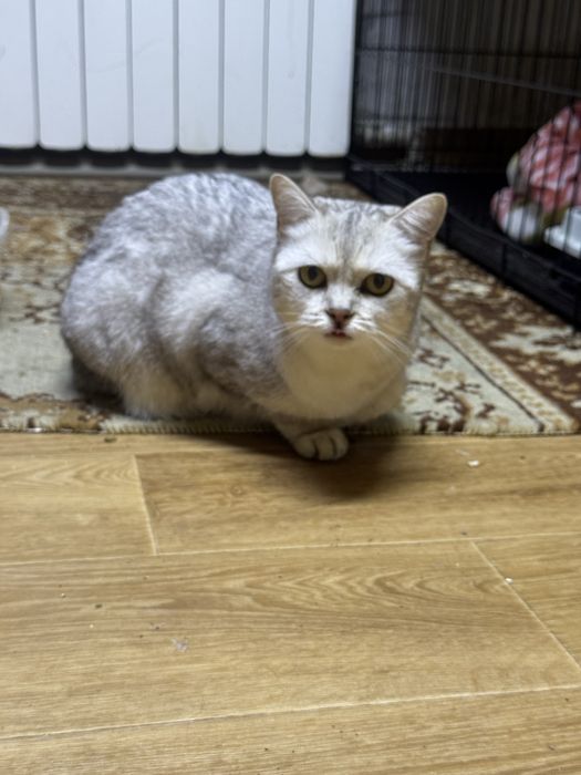 Кошечка в добрые руки