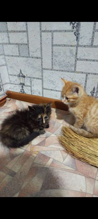 Отдам котят  добрым людям