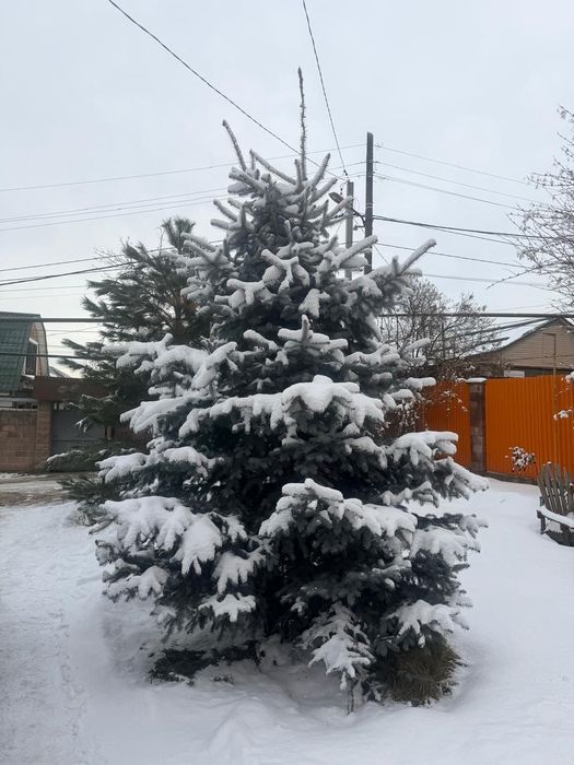 Продам сосну и ели.