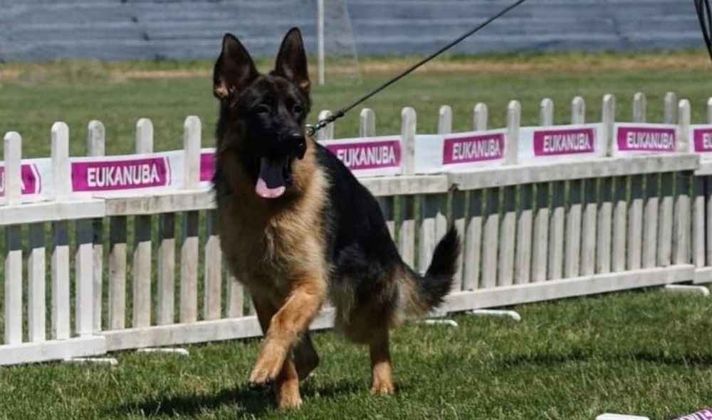 Немска овчарка с родословие