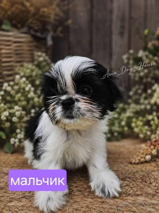Премиум-класс с первого дня» щенки
