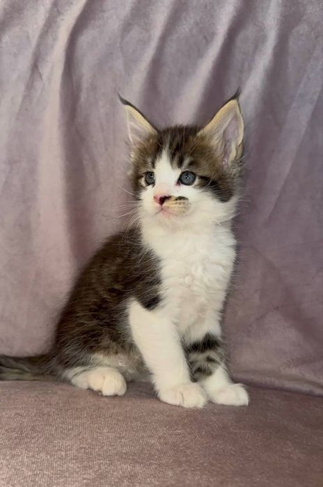 Мальчишка мейн кун из питомника