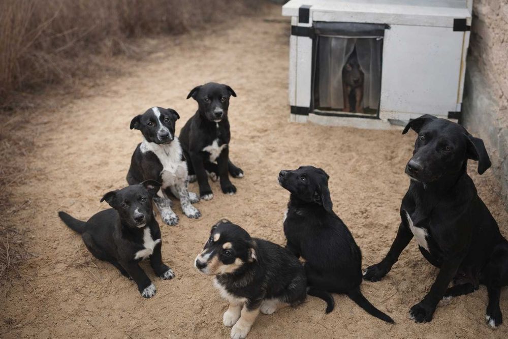 Щенок девочка в добрые руки