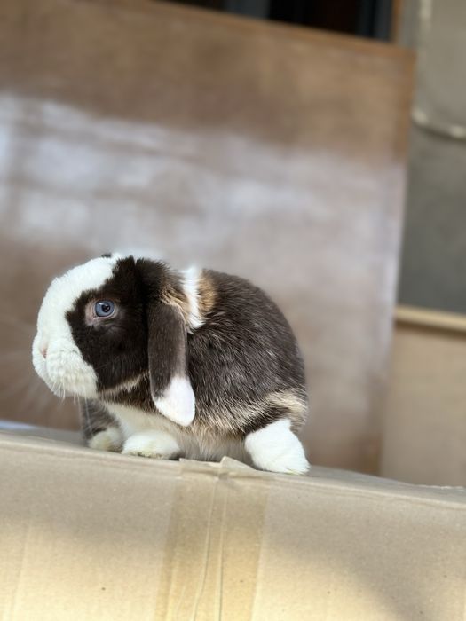 Minilop Splint – Juftlashtirish Xizmati