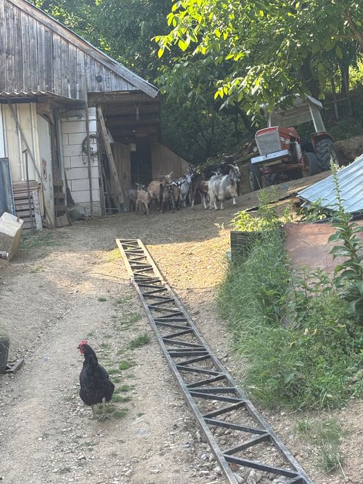 Vând capre cu iezi