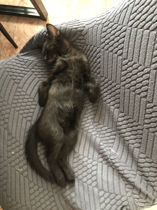 раздам котенока и кошку