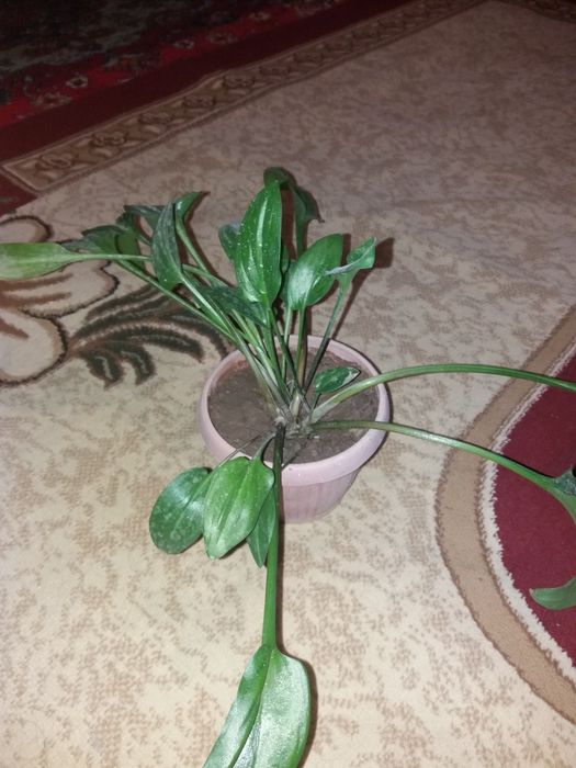 Комнатные растения