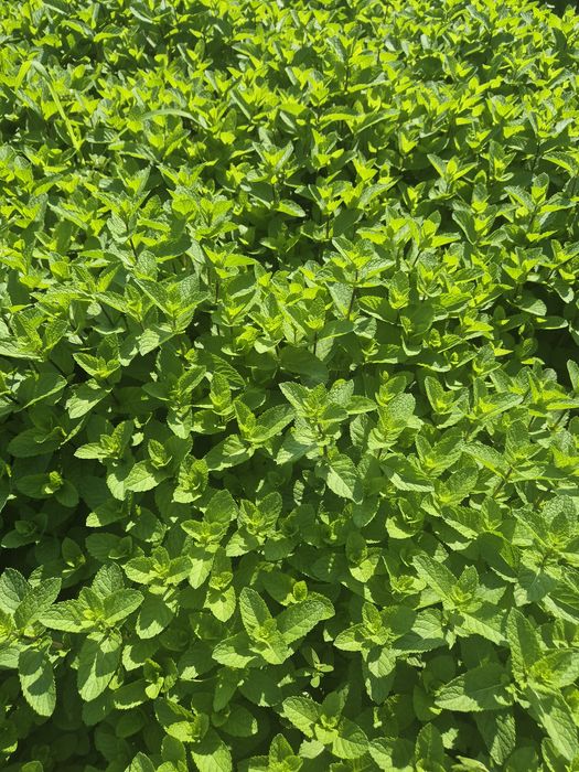 Mentă verde olandeză!