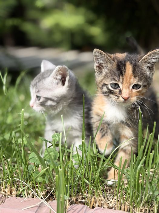 Отдам котят бесплатно ( крысаловы )