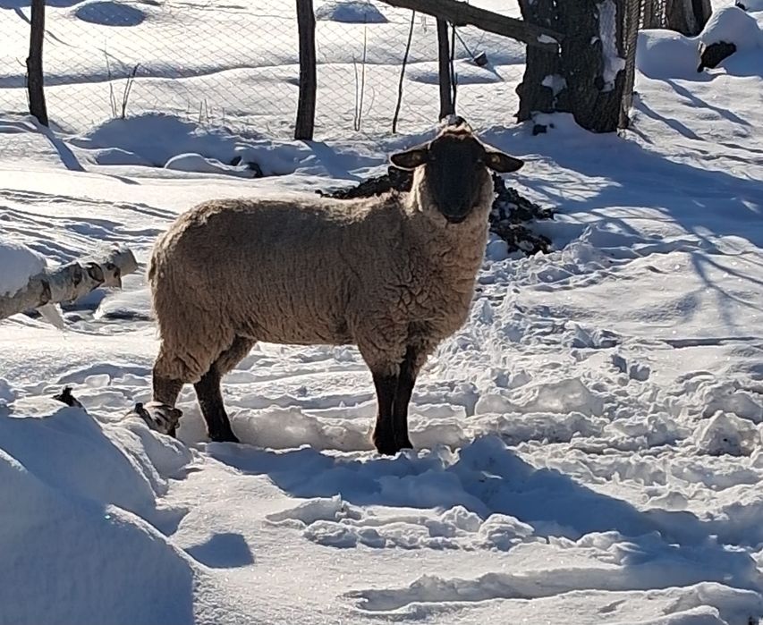 Oi sulfok de vânzare