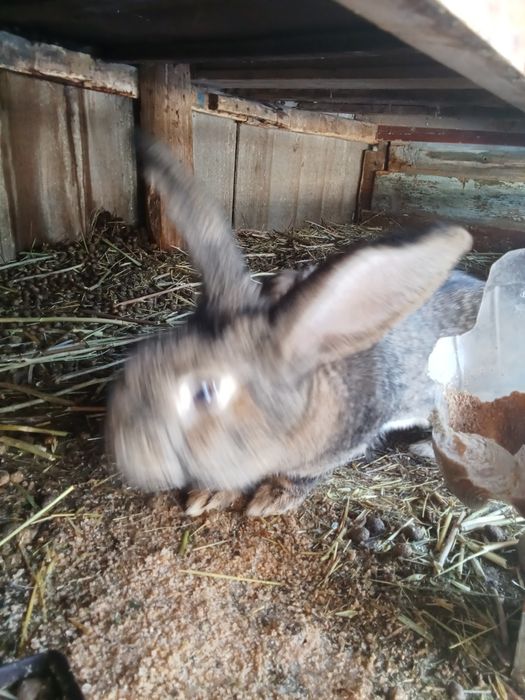 Ұрғашы қоян сатылады