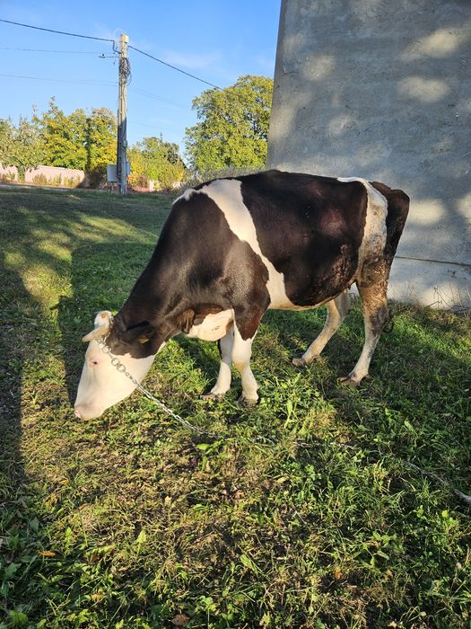Vand 2 vaci tineret gestante Angus & Holstein