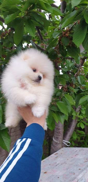 Померан момчета..