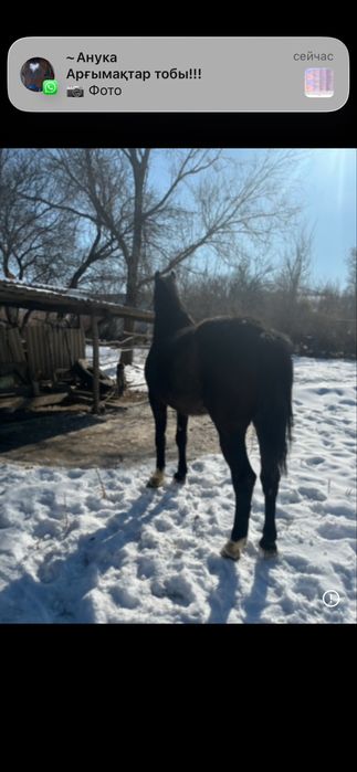 Таза қан бие сатылымда