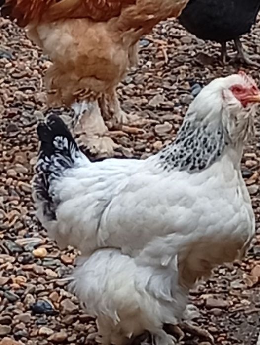 Brama tovuq va xuroz