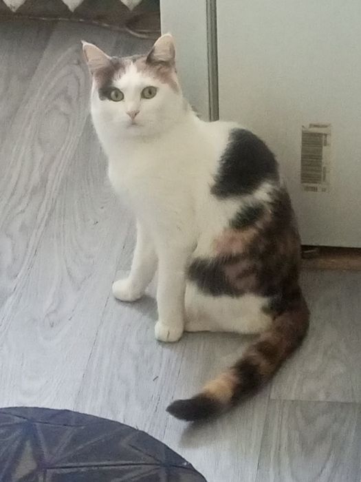 Кошка мейнкун бесплатно!