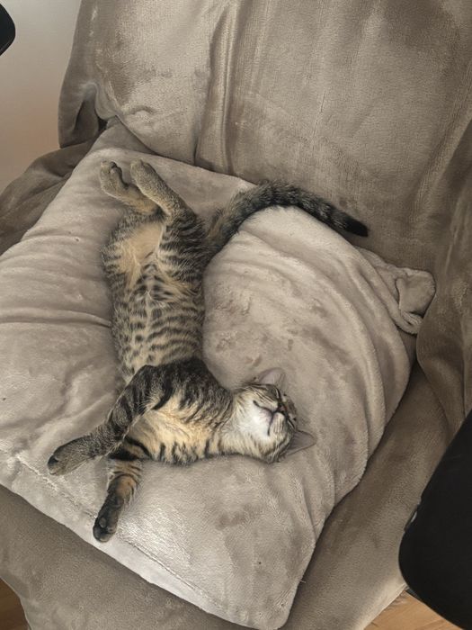 Pisica pentru adoptie