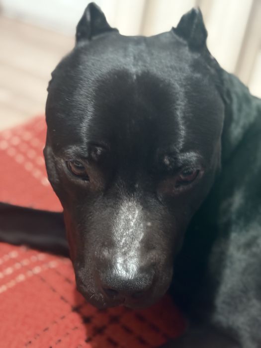 Продам питбуля в добрые руки