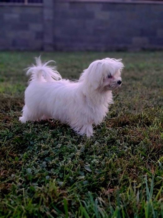 Малтийска болонка-момчета