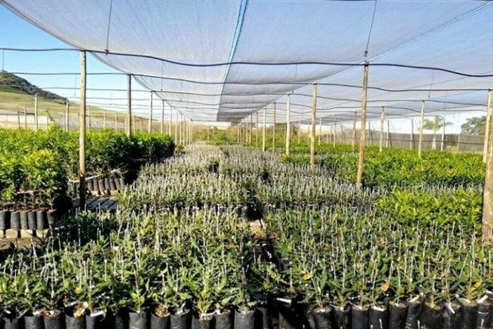 Кучат пакет. Гул тувак. Пакеты для рассады