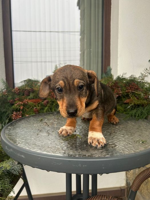 Teckel adopție donez