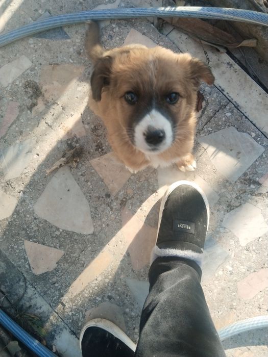 Продается щенок!