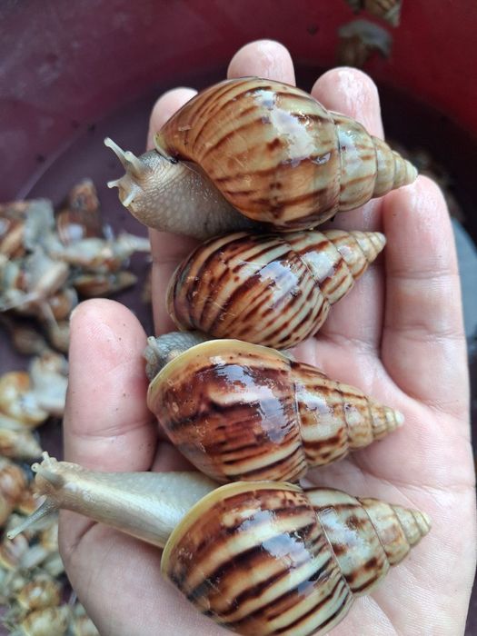 Ishlatilmagan ishonchli dorivor foydali