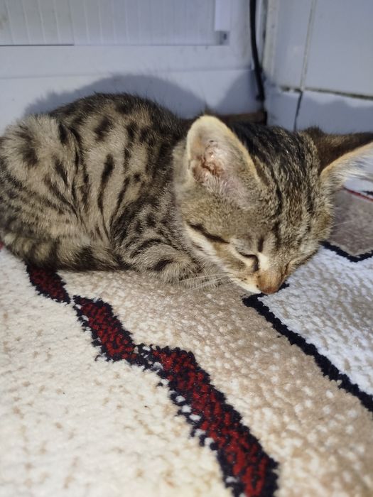 Отдам котёнка в добрые руки