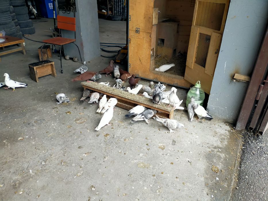 Продаются высоколётные голуби