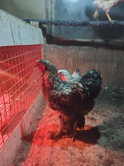 Әтеш сатылады Брама