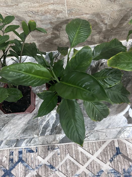 Продам домашние цветы