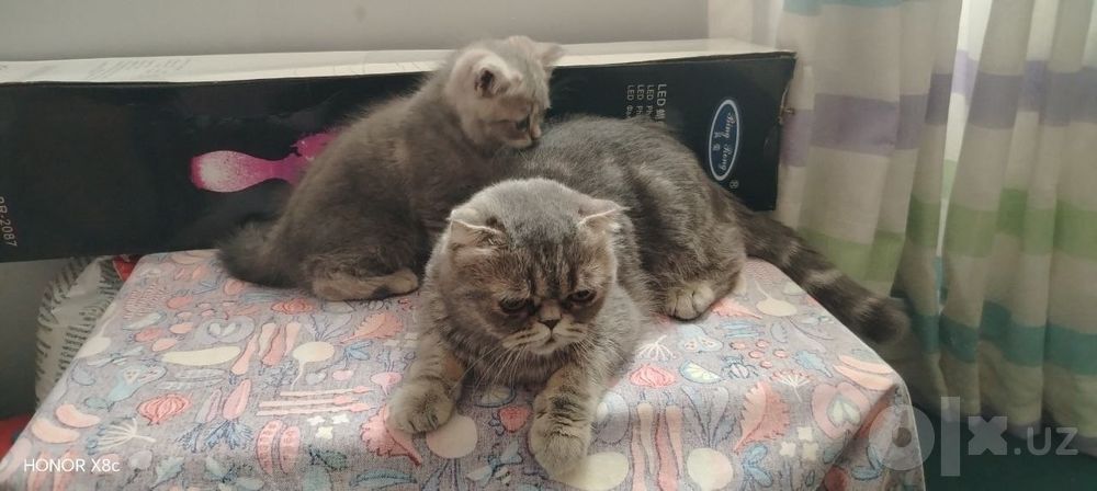 Породы сне кошка