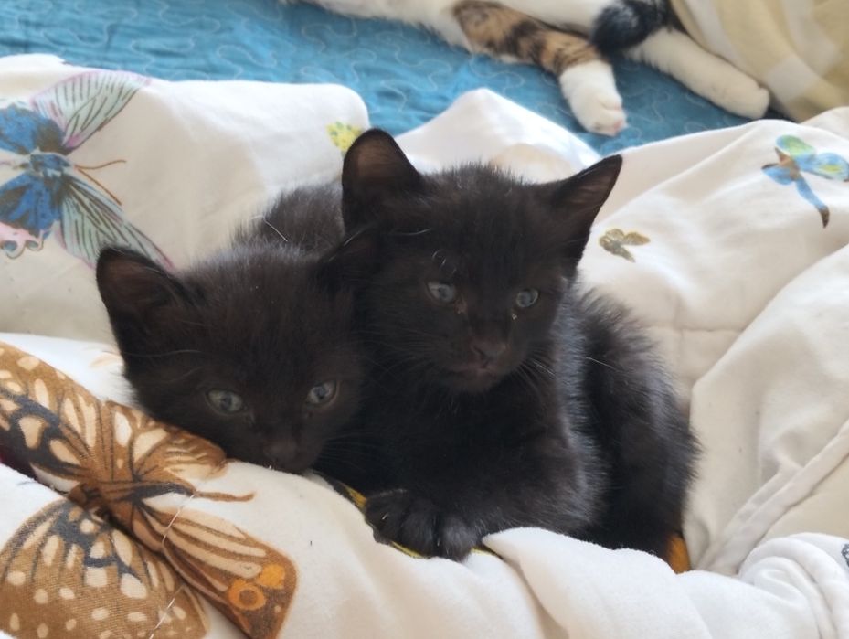 Отдам котят в добрые руки