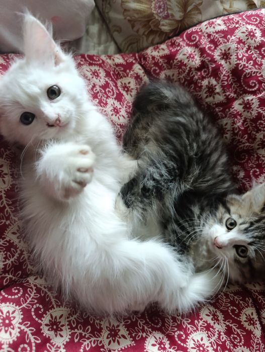 Продам 2 котят (турецская ангора)