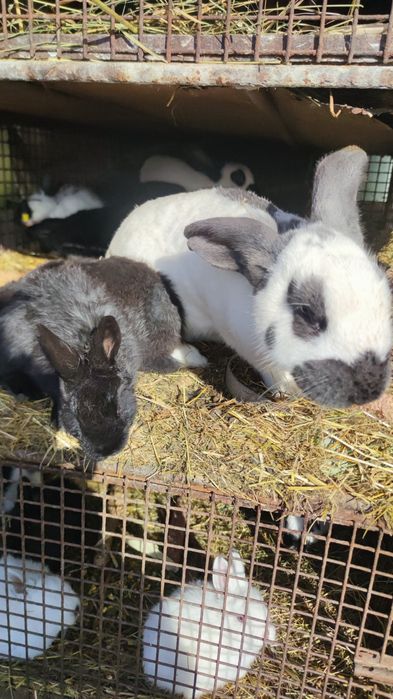 Iepuri fluture german