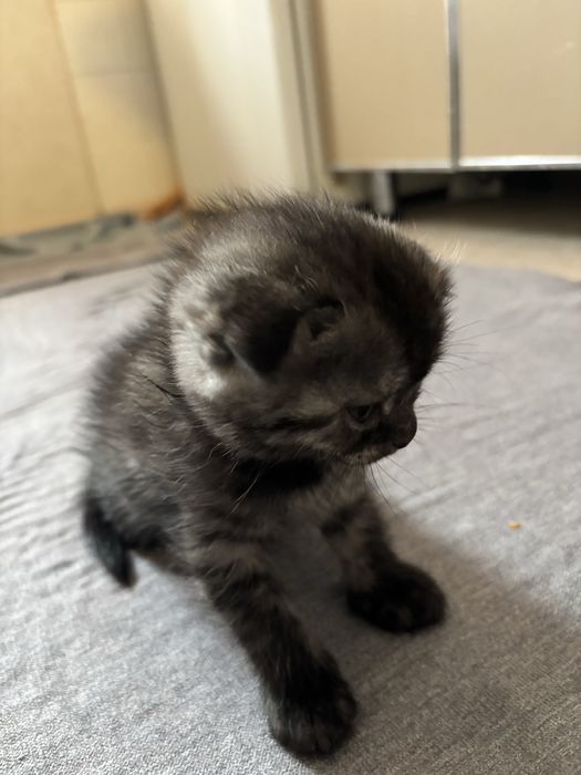 Вислоухая девочка — милашка ищет дом