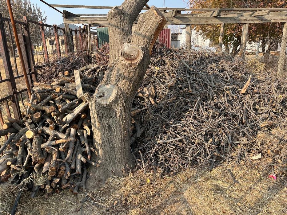 Өрік тал  бұталары