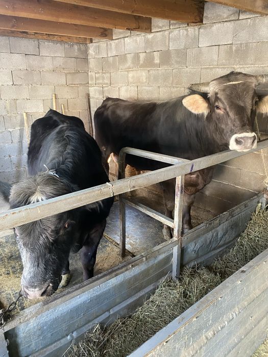 Быки Алатауская порода