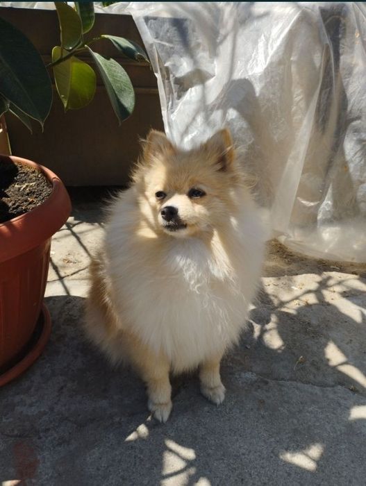 Продам маленьких шпицов